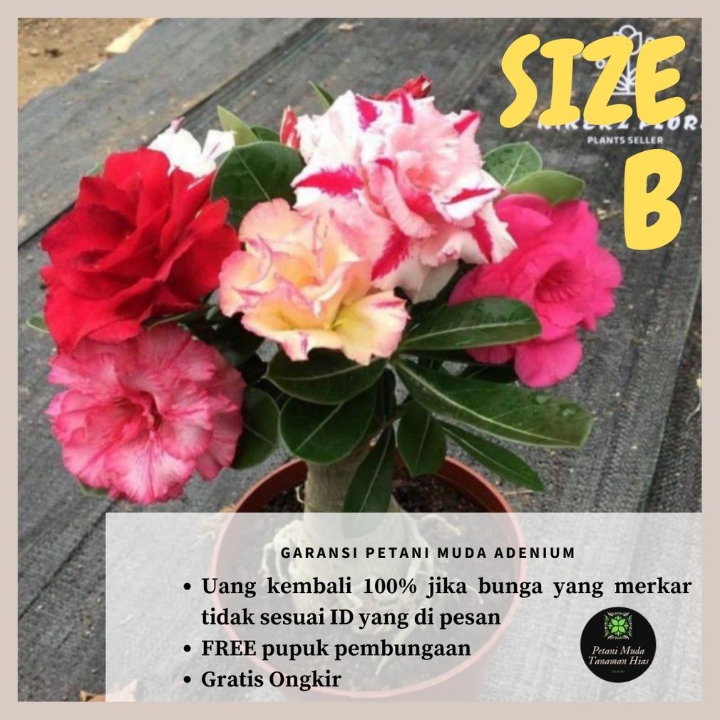 Berkualitas Tanaman Hias Adenium Bunga Tumpuk Hasil Grafting Ukuran Size B Bonggol Besar Entres Panj