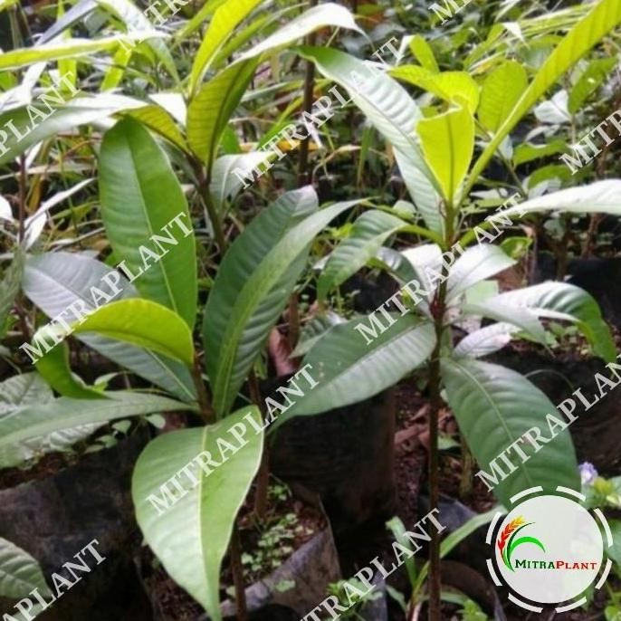 PREMIUM Bibit Pohon Kemang - Tanaman Buah Kemang - Tanaman Buah Langka