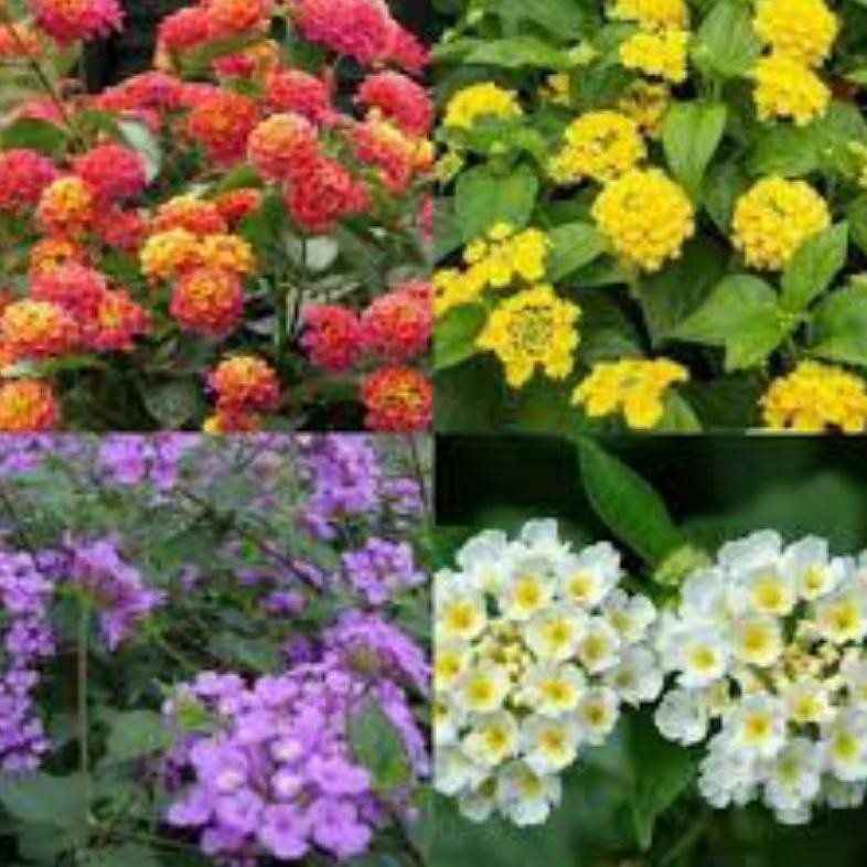 Berkualitas paket lantana mikro 4 warna(kuning,ungu,putih,orange) MURAH