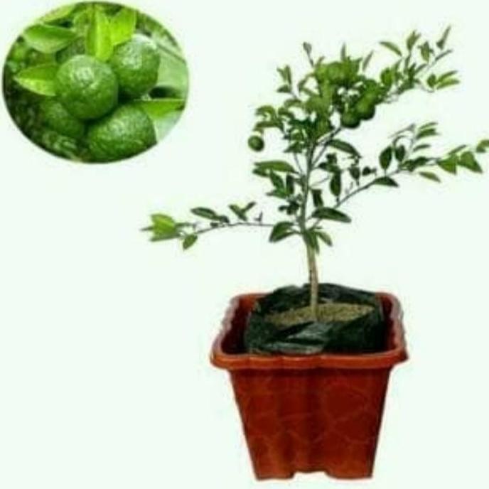 PREMIUM Bibit Pohon Jeruk Nipis bibit jeruk nipis unggul buah jeruk nipis