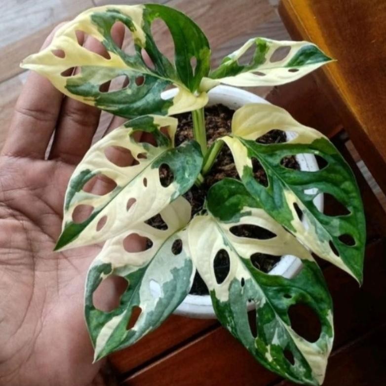 Berkualitas Tanaman Hias Janda bolong Varigata MURAH
