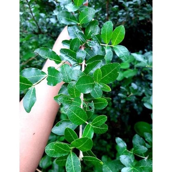 PREMIUM bahan bai sianci mikro /bibit sianci micro buah asam kecut barbados