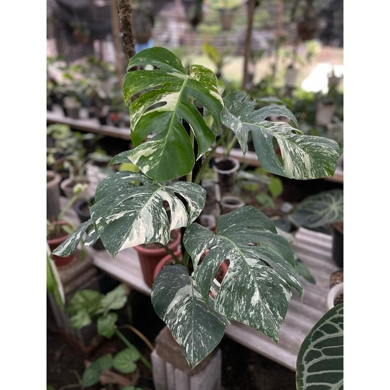 Berkualitas tanaman hias monstera variegata albo marble holland MURAH