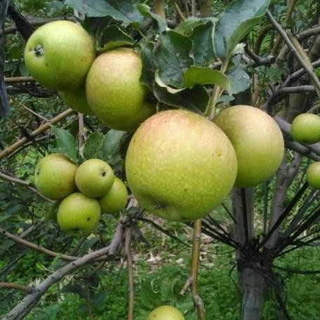 PREMIUM Bibit Apel Manalagi Asli / Bibit Apel Malang Unggul / Bibt Buah Buahan