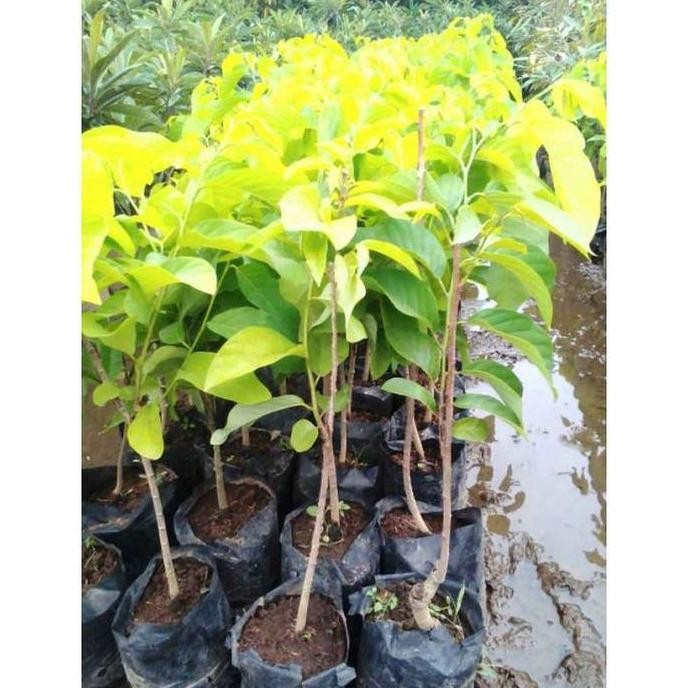 PREMIUM Bibit Buah Srikaya Serikaya Cangkok Jumbo