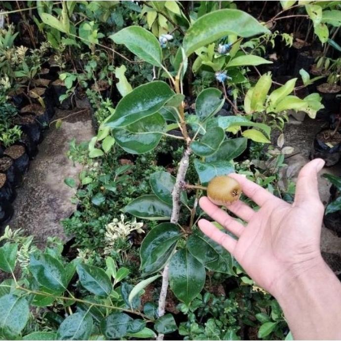 PREMIUM bibit buah pir kondisi berbunga