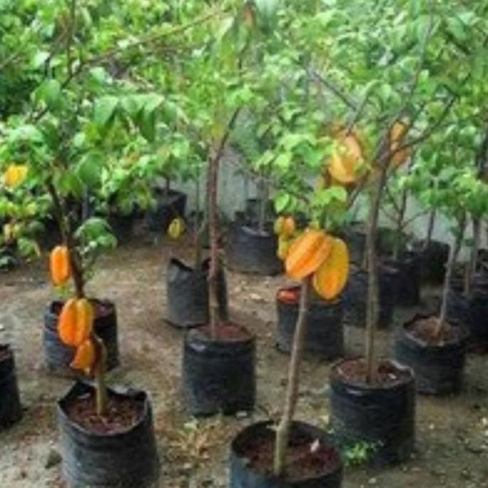 PREMIUM bibit tanaman buah blimbing madu pohon di dalam pot