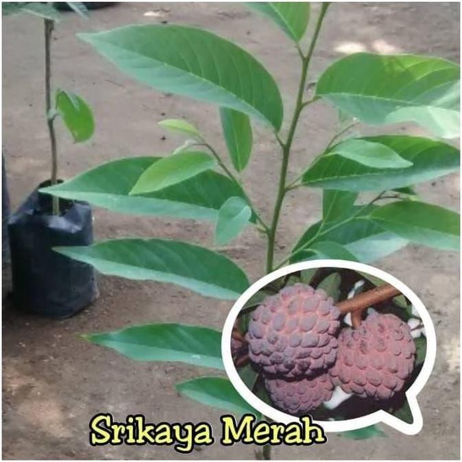 PREMIUM Bibit Srikaya Merah / Pohon Buah srikaya merah unik