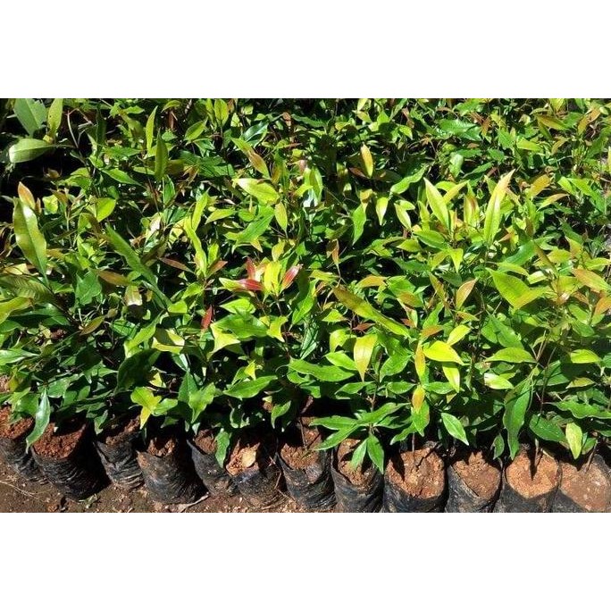 PREMIUM Bibit Pohon Buah Cengkeh Zanzibar - Tanaman Cengkeh Zanzibar