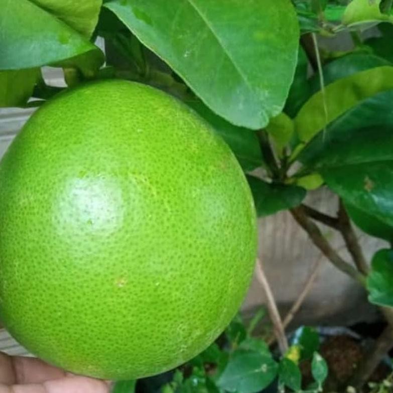 Bibit Jeruk Bali Madu Sudah Berbuah Bibit Jeruk Bali Madu Jumbo Berbuah MURAH