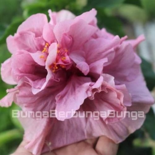 bibit tanaman hias bunga sepatu tumpuk ungu jumbo - tanaman hias MURAH