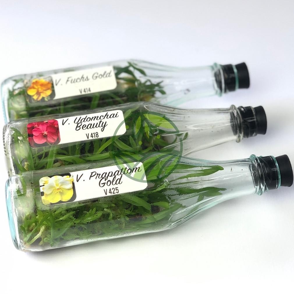 Anggrek Vanda Import Botolan Kultur Jaringan Bibit Anggrek Vanda Bunga Hias MURAH