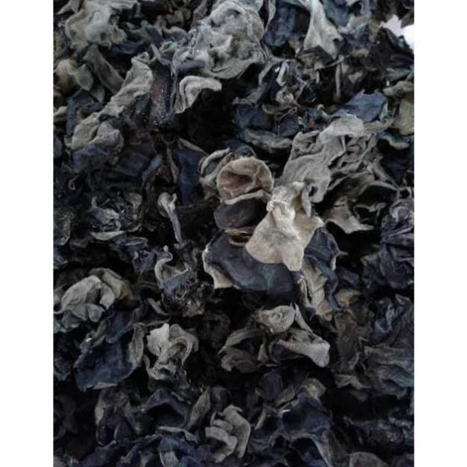 

Jamur Kuping Hitam Cap Kapal No1 100 Gr Kualitas Terbaik Harga Termurah