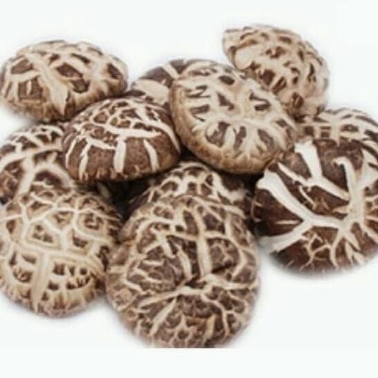 

Jamur Yoko Kualitas Terbaik Harga Termurah