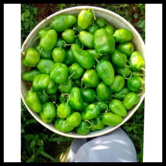 

VIRAL CABE GENDOT CABE BENDOT CABAI SETAN FRESH 500GR SUPERRRR PEDASSS