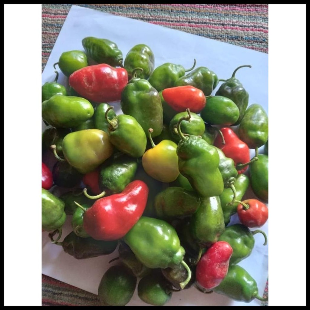 

CABE GENDOT ASLI DIENG (200G FRESH)