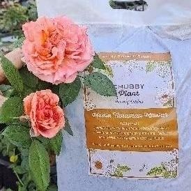 chubby plant media tanam metan tanaman mawar david austin siap pakai kompos alami import david austi
