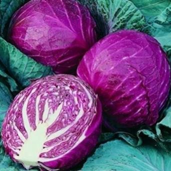 

Biji Benih Bibit Sayur Kol Merah / Kubis Merah Red Acre Cabbage 50 Biji