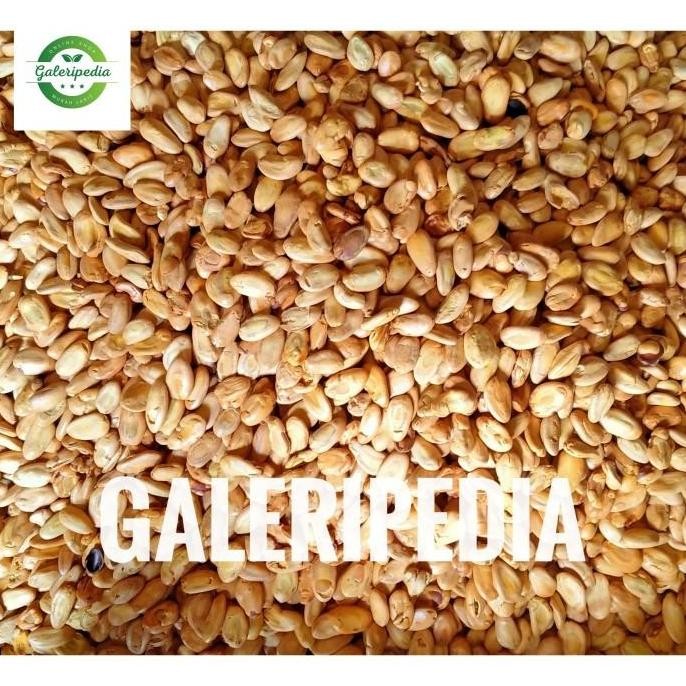 

(Allthebest) Biji Kedaung Kacang Sengon Peundeuy