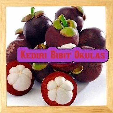 KLITAS Bibit Tanaman Buah manggis biji kecil Okulasi Stek Cangkok VALID