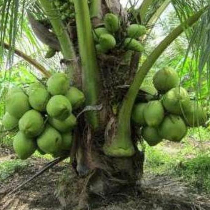 KLITAS bibit kelapa hibrida benih pohon tanaman buah bisa untuk bonsai VALID