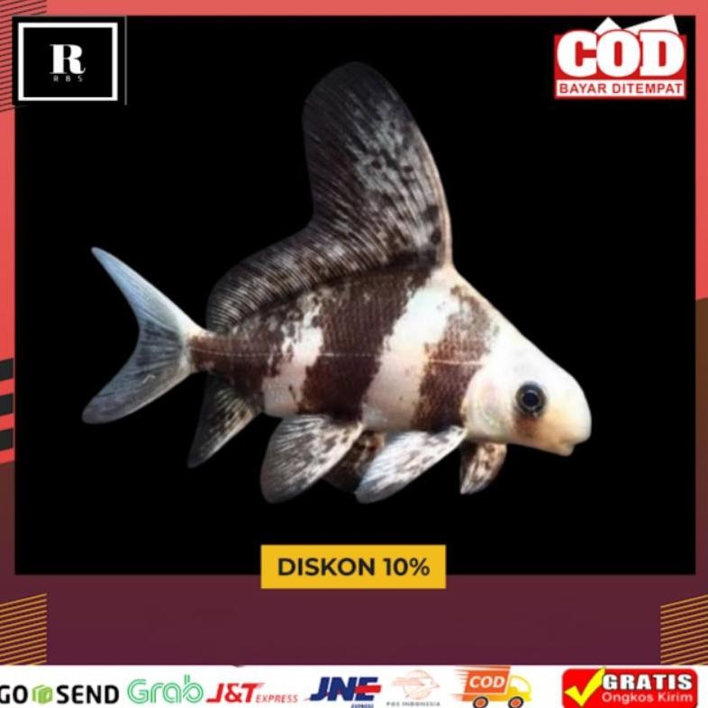 Ikan CHF Chinese High Fine Tambahan Hiasan Akuarium MURAH