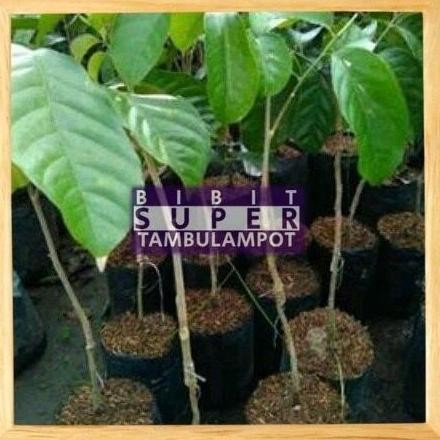 OBRAL TEERCAYAA Bibit Tanaman Buah Duku Palembang Okulasi Stek Cangkok ATZX