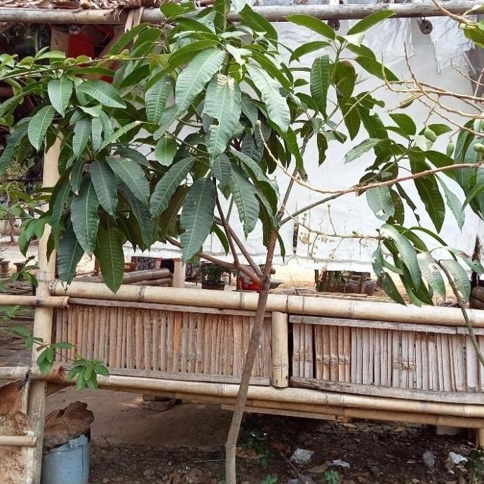 OBRAL Bibit Pohon Mangga Kweni Sudah Berbuah/pohon Mangga Kweni Siap Buah ATZX