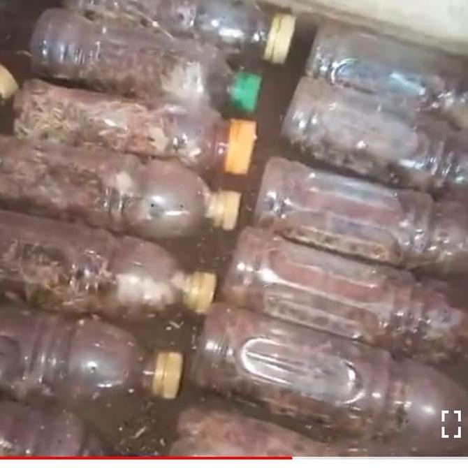 Kecoa Batu Ceremende Terlak Umpan Pancing Pakan Reptil