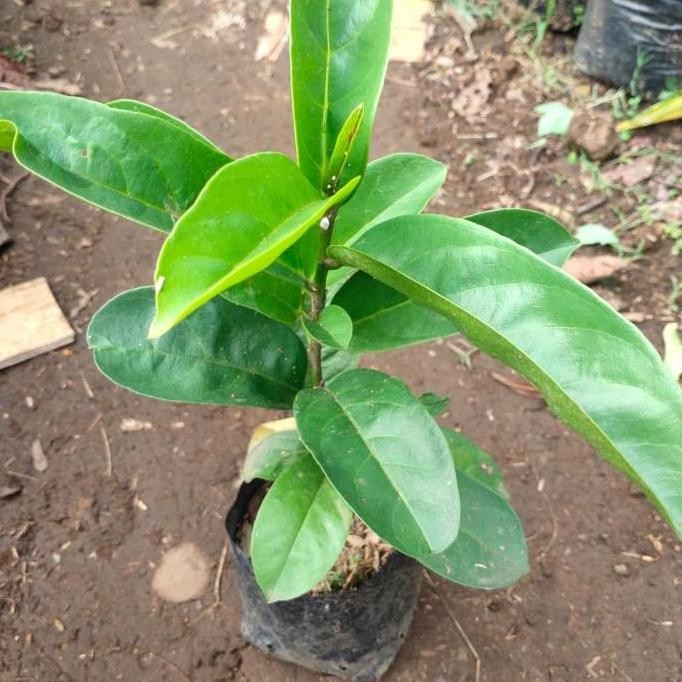 bibit pohon buah Buni huni/rujak SEGAR BISA COD