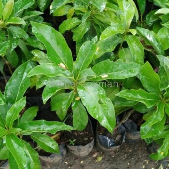 POHON Bibit Tanaman Buah Apokat Miki Okulasi Super Genjah BISA COD