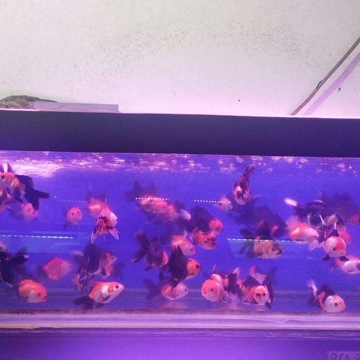 RA ikan koki ukuran ( 8-9 ) panda 3 color  hiasan aquarium aquascape