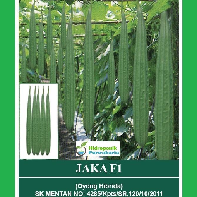 BENIH GAMBAS OYONG HIBRIDA JAKA F1 ISI 10 GRAM CAP MUTIARA BUMI