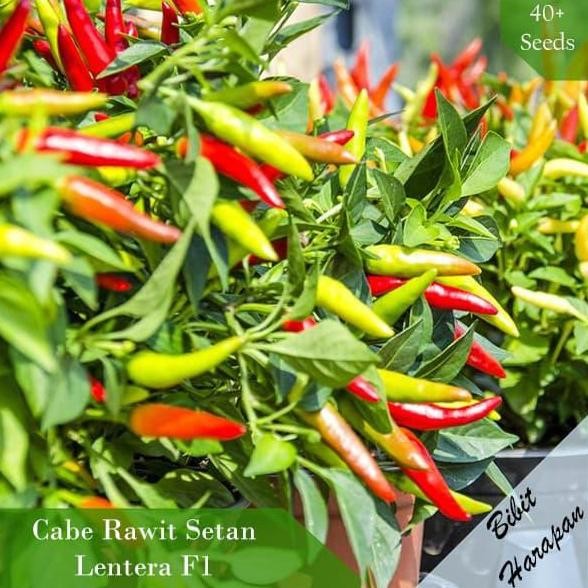 Bibit Benih Cabe Rawit Setan Lentera F1 Super Pedes Benih Bibit Unggul