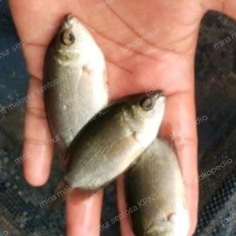 PAKET BIBIT IKAN TEMBAKANG ISI 50 EKOR UKURAN 2 JARI ORIGINAL DAN TERPERCAYA
