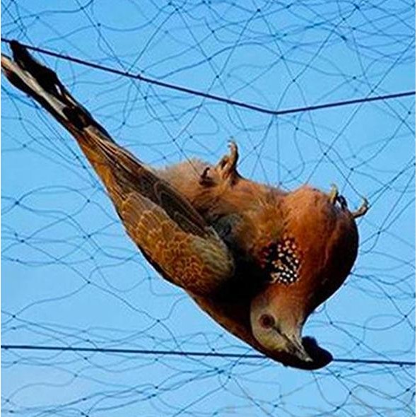 Jala Burung Pukat Burung Jebakan Allshop