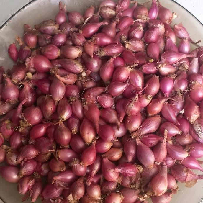 

JH8 Bawang Merah Garut Mini 1Kg - Bumbu Masak Segar dan Berkualitas - Pedas, Spices, Jahe, Rempah, Bubuk