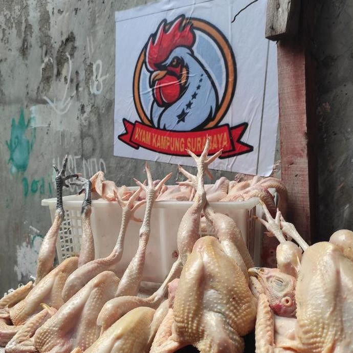 

JH8 AYAM KAMPUNG EXTRA LARGE (muda)