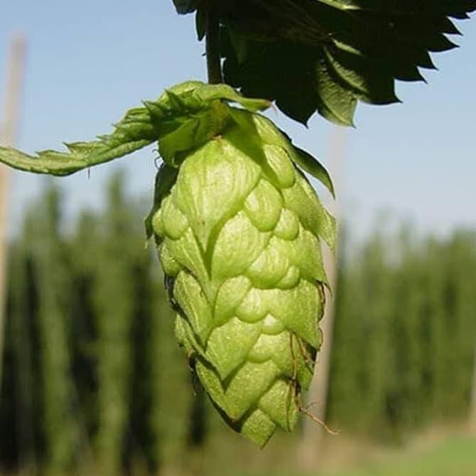

JH8 Imatton hops pellet home brew beer cascade