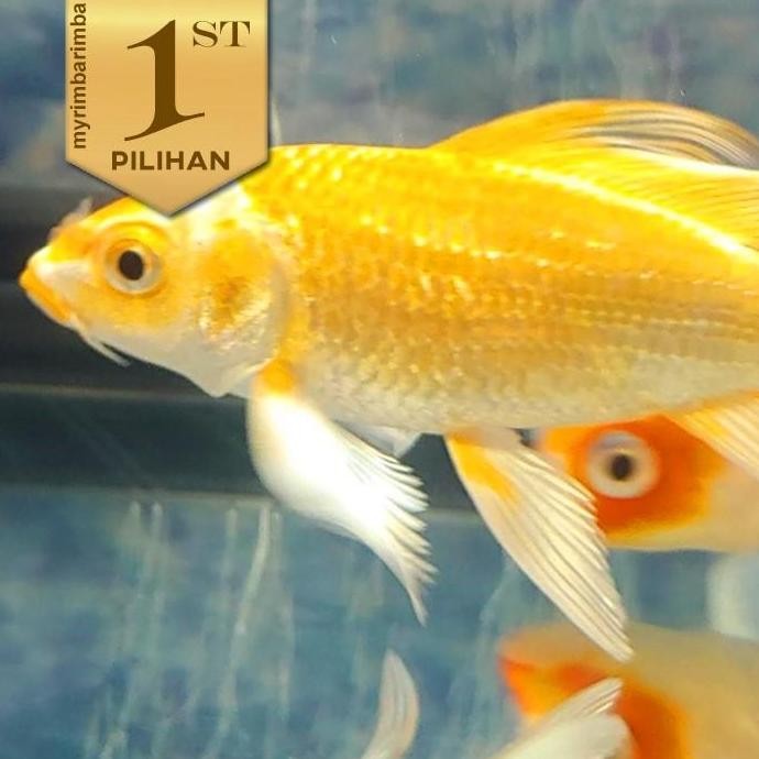 Paket Baby (isi 5) Golden Koi Slayer Ikan Hias Kolam Aquascape Hiasan Aquarium