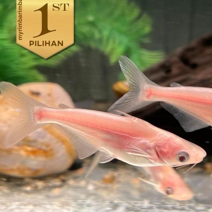 Paket Ternak (isi 10) Patin Albino Ikan Hias Aquascape Hiasan Aquarium / Kolam Tanaman Air