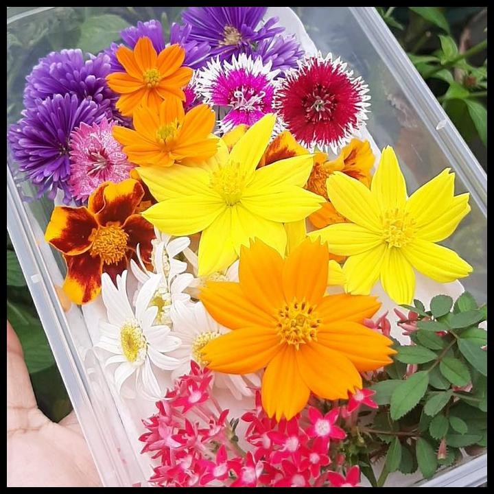 

Terlaris Edible Flowers 30 Pcs (Flowers) Good Quality