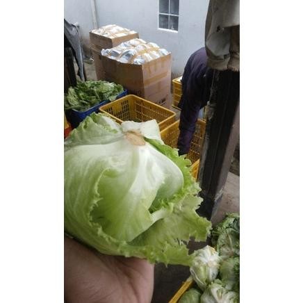 

Bf888S Lettuce Head 1Kg Gf21