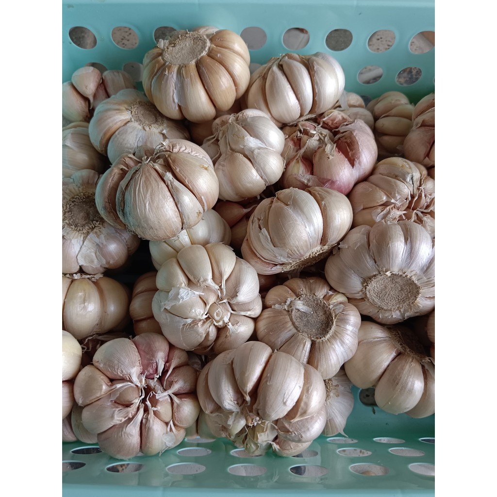 

Bawang Putih Segar 250 gr