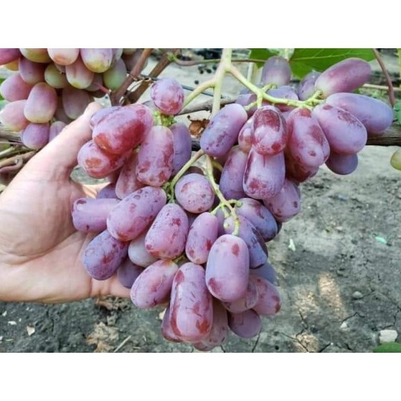 

Bibit Anggur Import Urum Buah Jumbo (PEMUDA NGANGGUR)