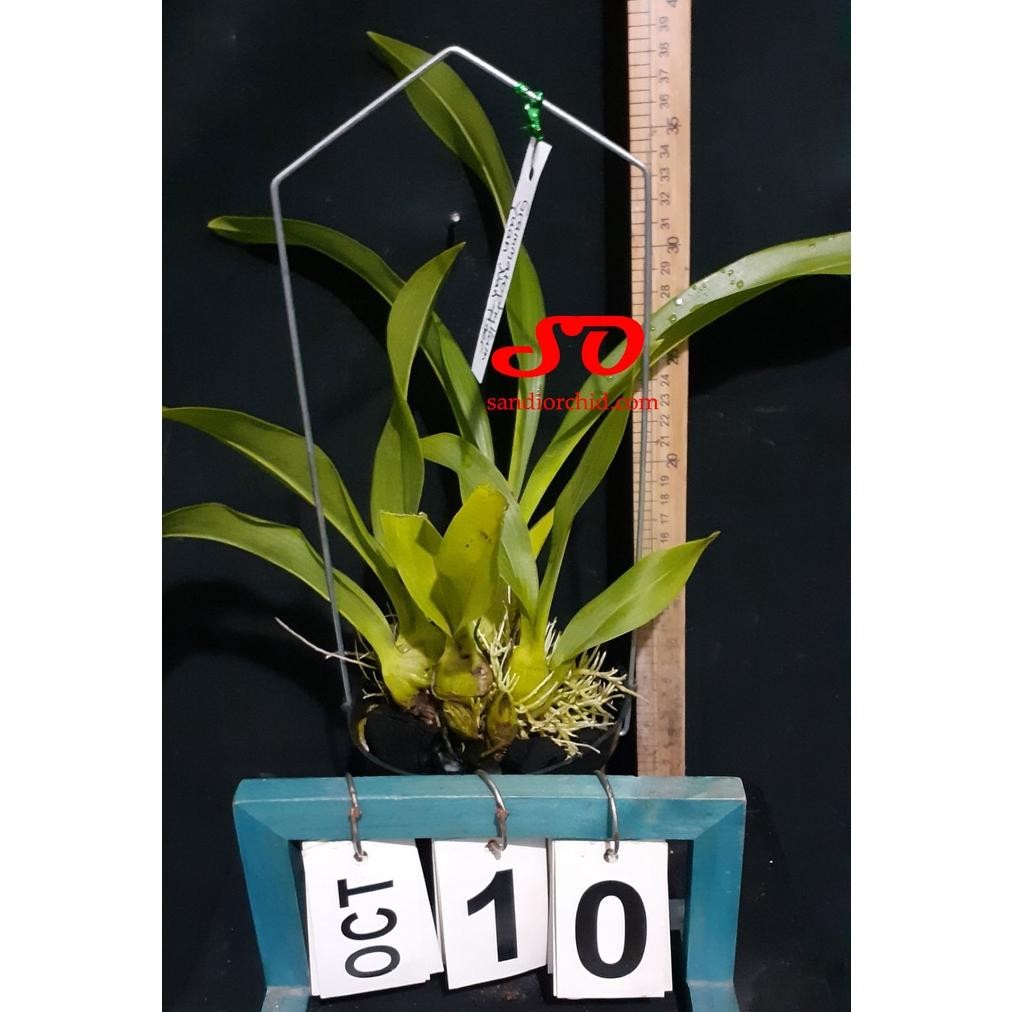 [ DEWASA ] Grammatophyllum Yuan Nan Tiger | Grammatophyllum Yunan Tiger