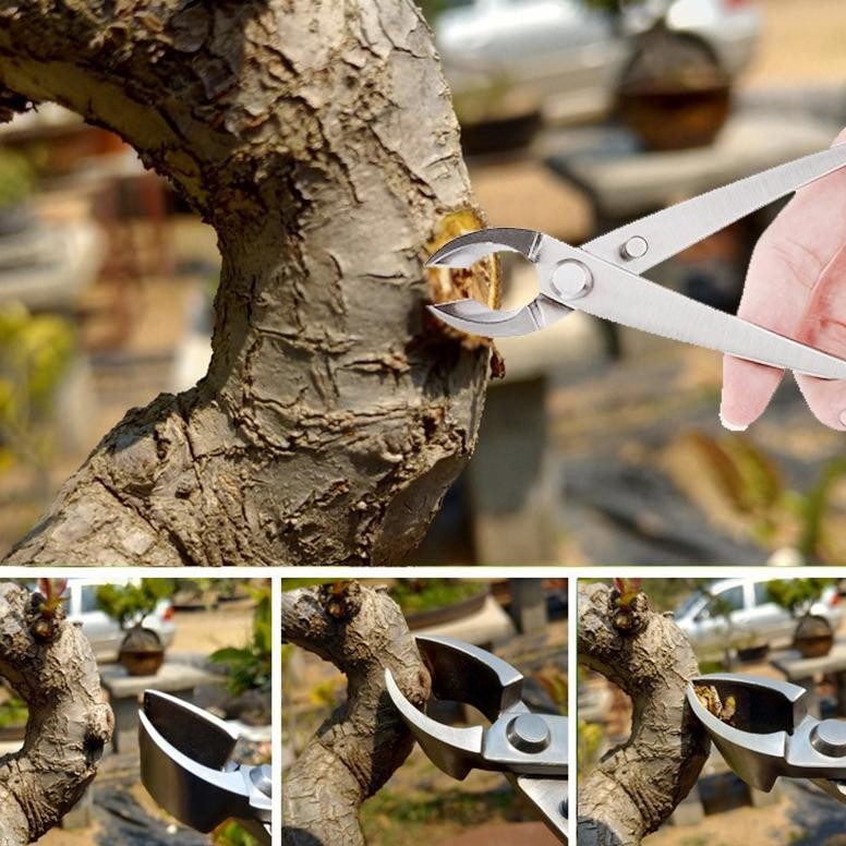 Catok Bonsai Cembung 21cm Knob Cutter/Mirring Cutter Baja Tahan Karat Penuh Catut Cembung Tanaman Bo