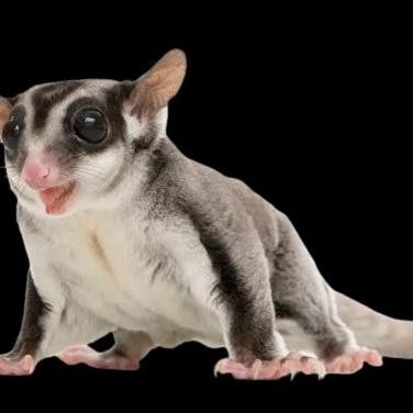 SUGAR GLIDER CLASSIC GREY JINAK SUGAR GLIDER CG