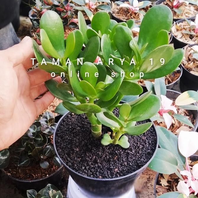 Sale Tanaman Hias Jade Plant | Crassula Ovata