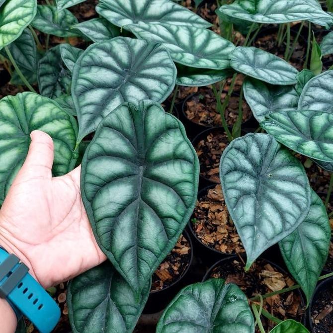 Sale Tanaman Hias Alokasia | Alocasia Dragon Scale Baginda | Ukuran M